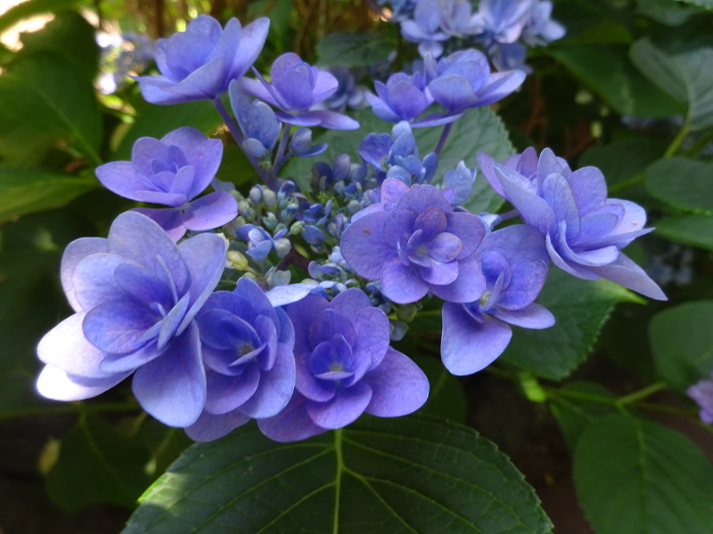 額紫陽花 'ポージーブーケ ララ'