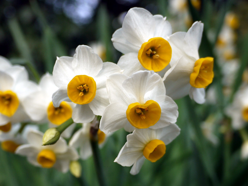 中国水仙 Narcissus Tazetta Var Chinensis 科技研花图画书