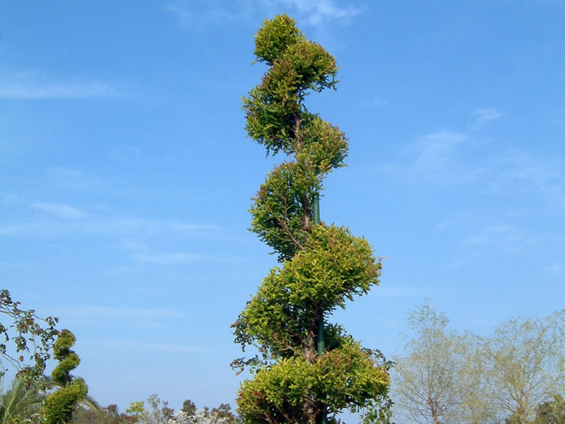 Cupressus macrocarpa