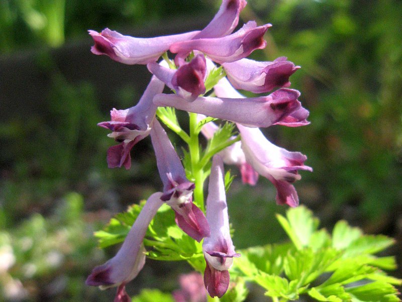 刻叶紫堇 Corydalis Incisa 科技研花图画书