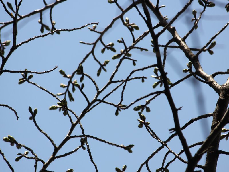 大島桜