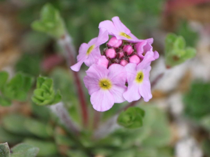 Androsace sempervivoides