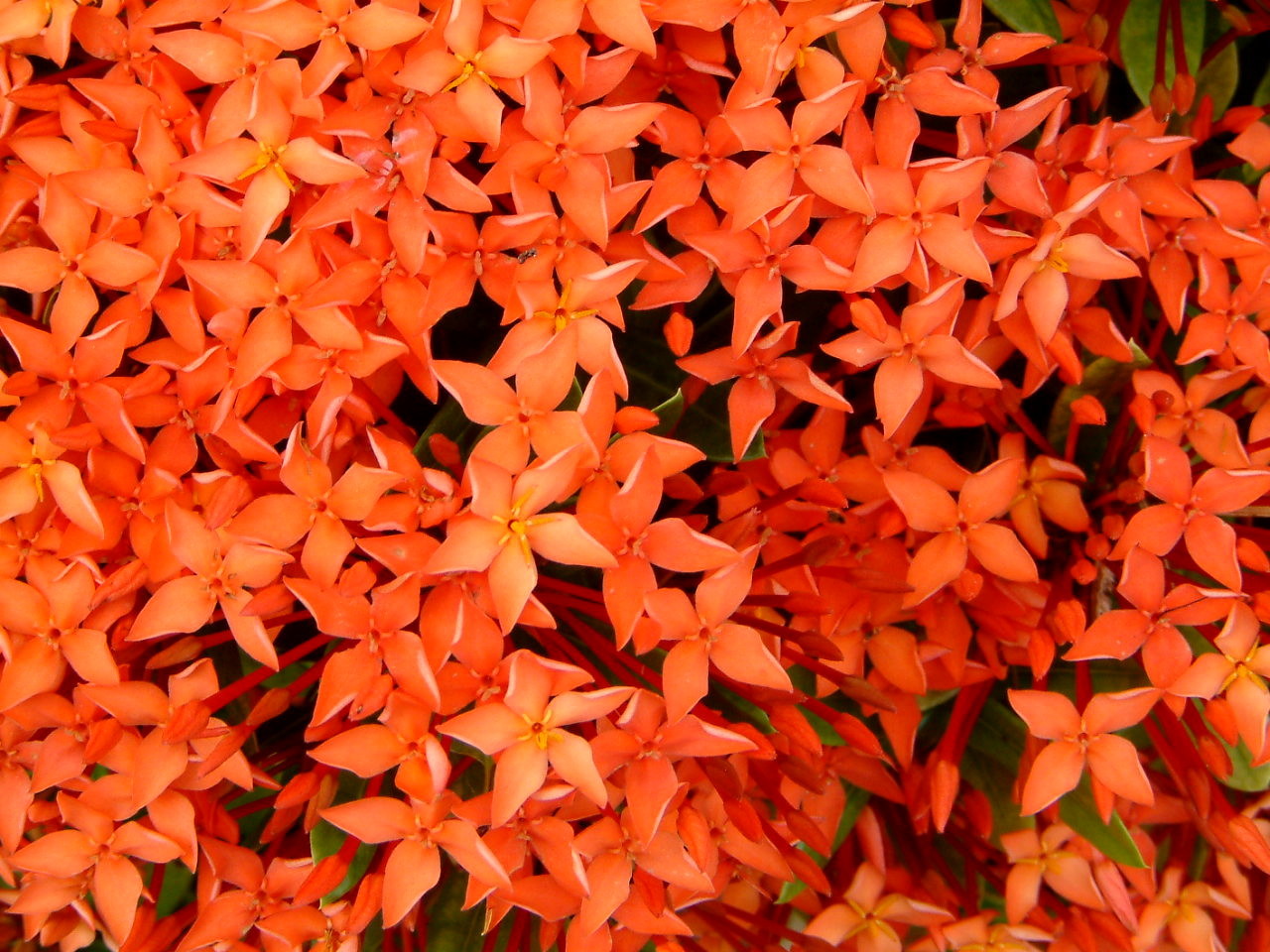 Ixora coccinea