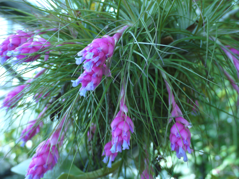 チランジア・ストリクタ | Tillandsia stricta | かぎけん花図鑑