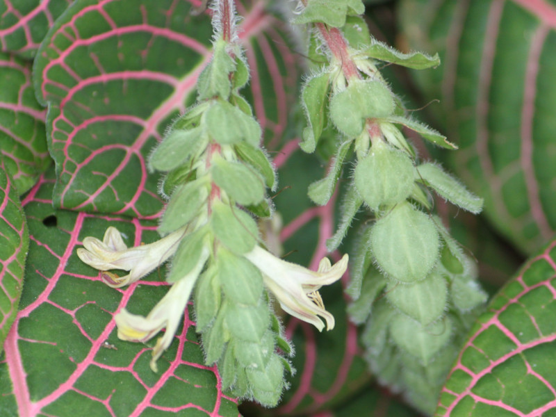 Fittonia verschaffeltii