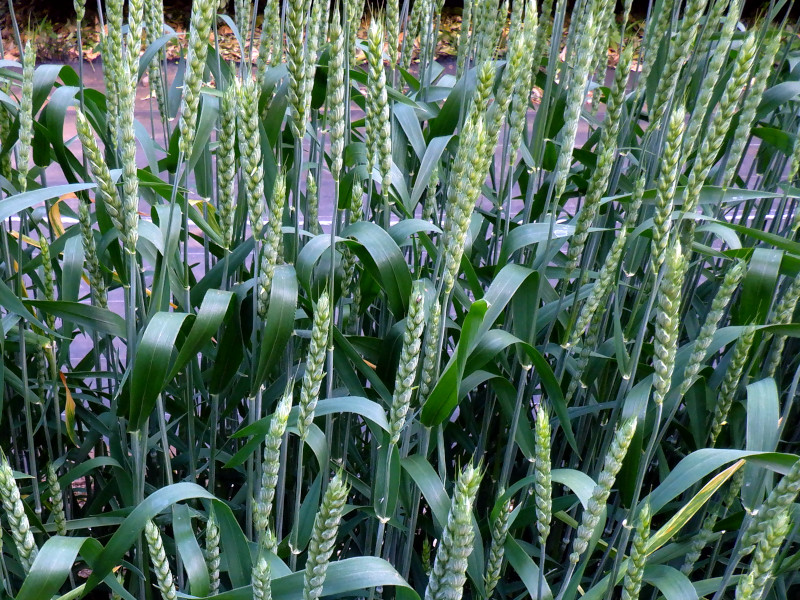 Six-rowed barley