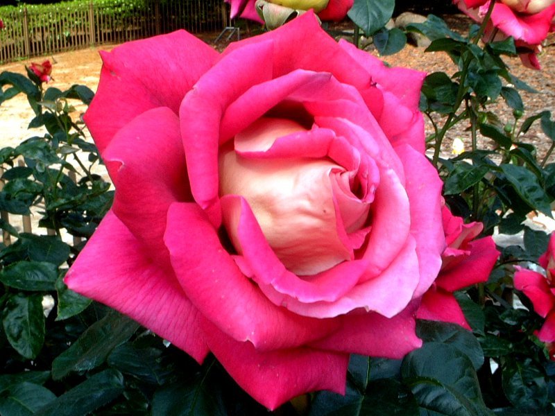 Rose