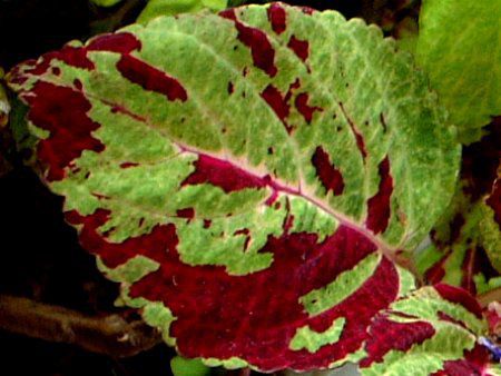 Coleus