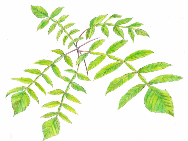 Chinese sumac