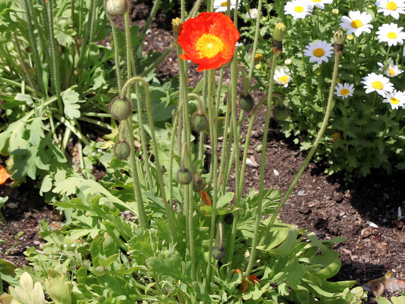 アイスランドポピー Papaver Nudicaule かぎけん花図鑑