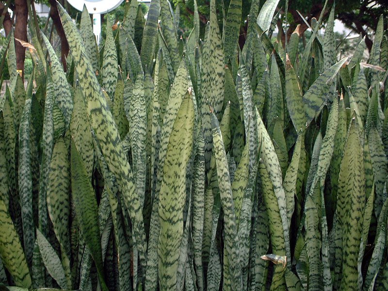 サンセベリア トリファスキアータ Sansevieria Triafasciata かぎけん花図鑑