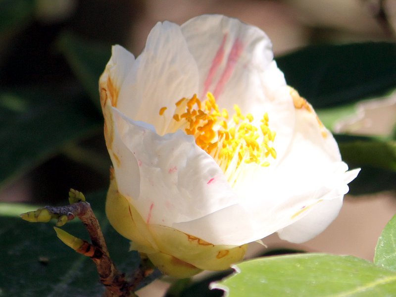 Camellia Bungochibori 