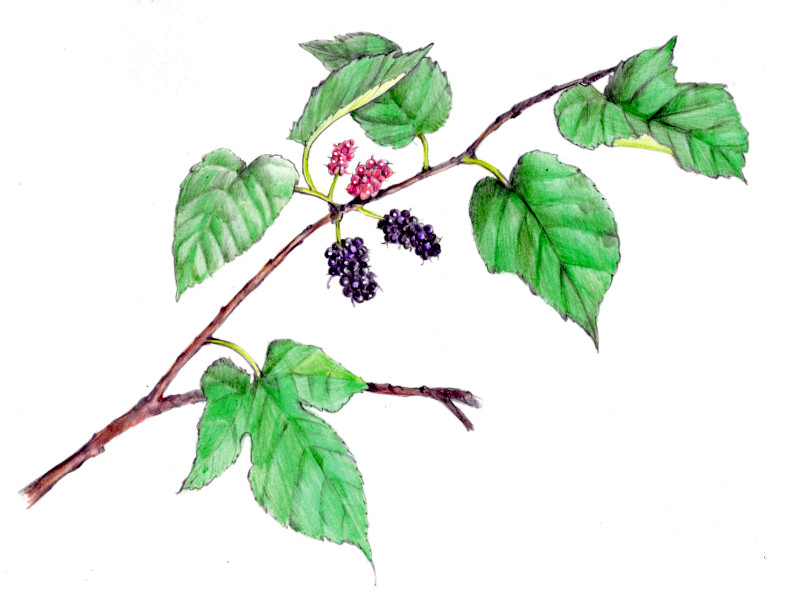 Mulberry