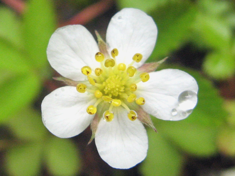 シロバナノヘビイチゴ Fragaria Nipponica かぎけん花図鑑