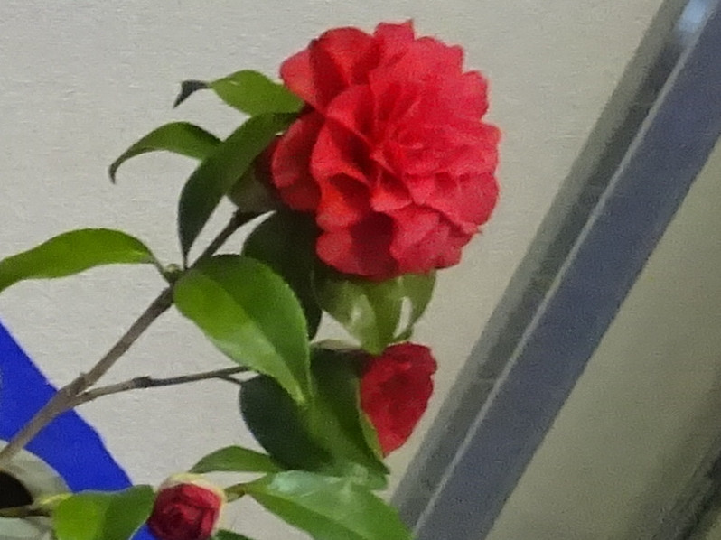 椿　'さつま紅'