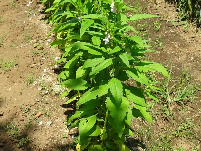 ゴマ Sesamum Indicum かぎけん花図鑑