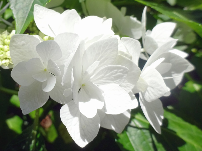 H M Posy Bouquet Nana Hydrangea Macrophilla Cv Flower Database