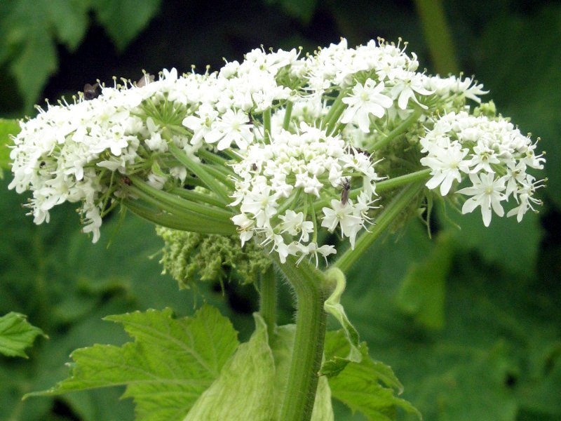 Heracleum lanatum