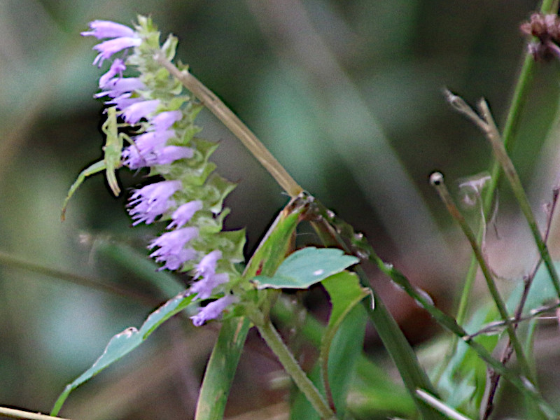 Elsholtzia ciliata