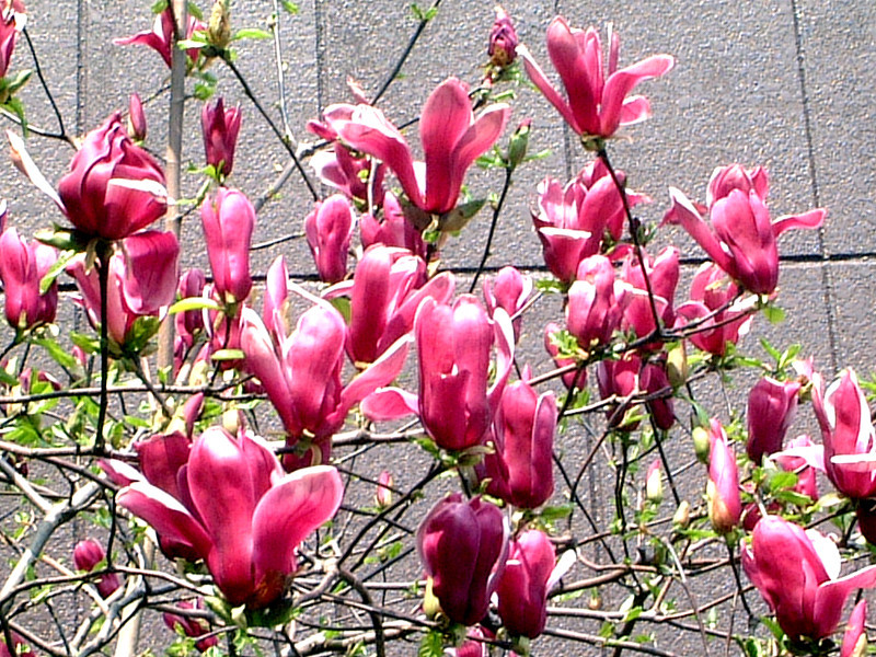 紫玉兰 Magnolia Liliflora 科技研花图画书