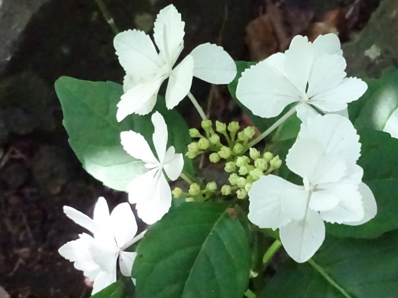 アジサイ Hydrangea Macrophylla かぎけん花図鑑