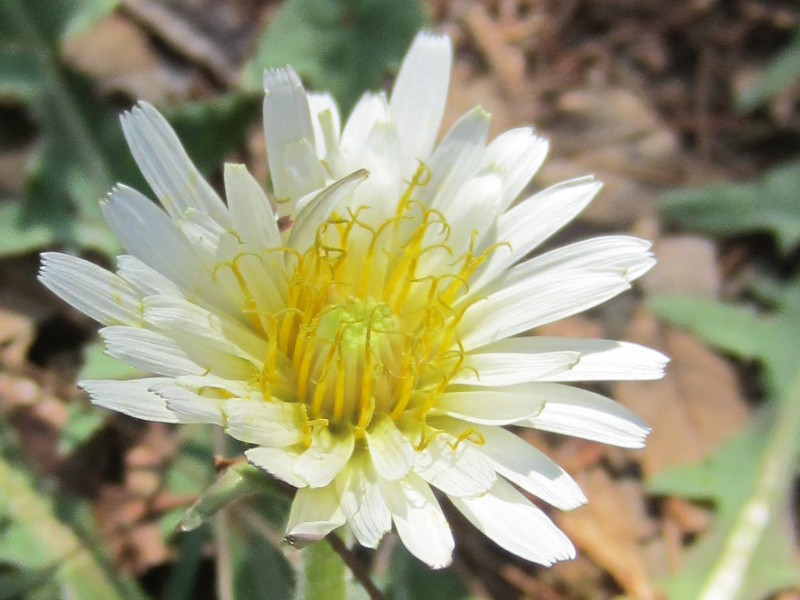 白花蒲公英 Taraxacum Albidum 科技研花图画书