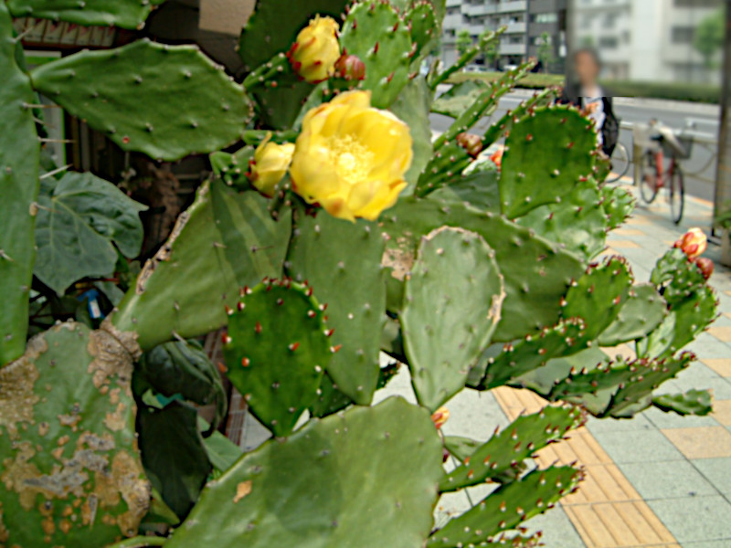 ウチワサボテン Opuntia Ficus Indhica かぎけん花図鑑