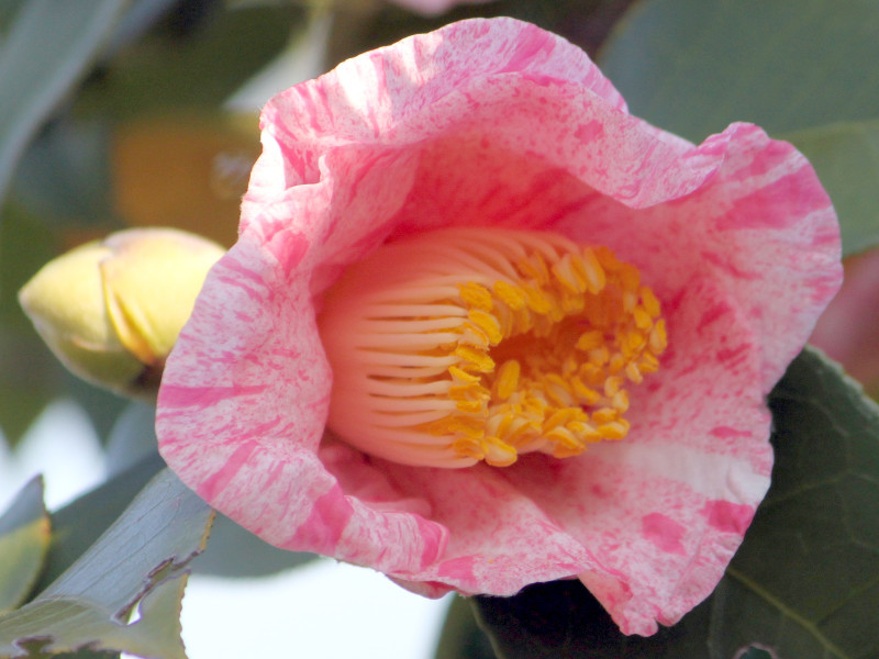 12月に咲くピンクの花 かぎけん花図鑑