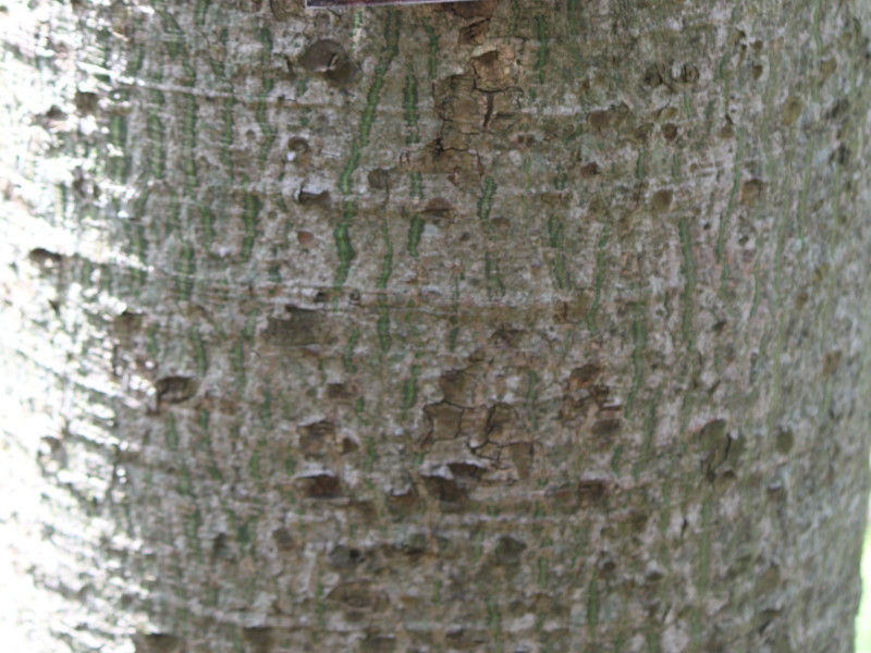 トックリキワタ Ceiba Speciosa かぎけん花図鑑