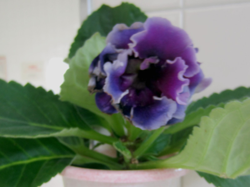 Gloxinia