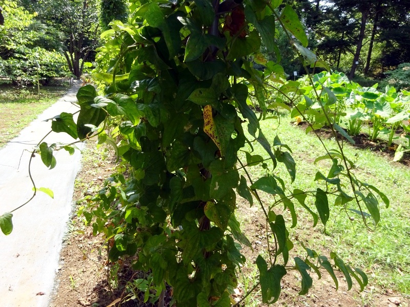 日本薯蓣 Dioscorea Japonica 科技研花图画书