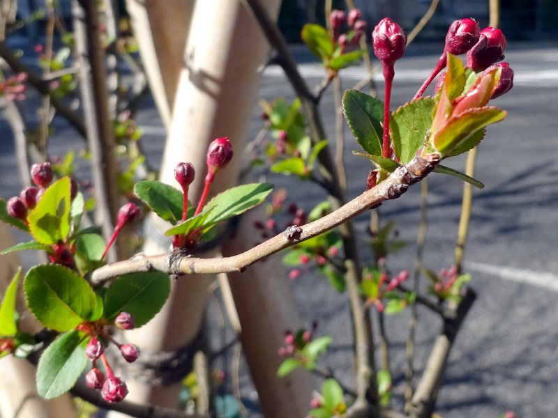 ハナカイドウ Malus Halliana かぎけん花図鑑