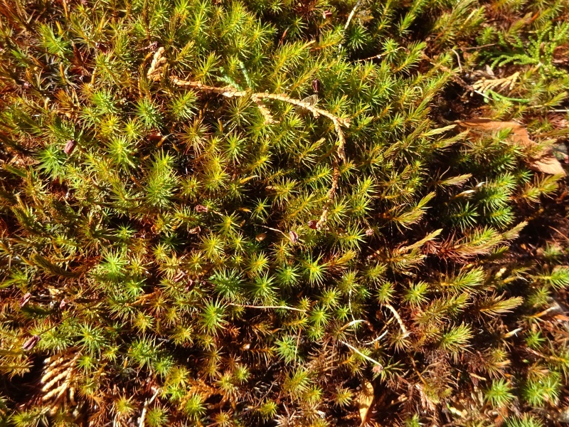 スギゴケ Polytrichum Juniperinum かぎけん花図鑑