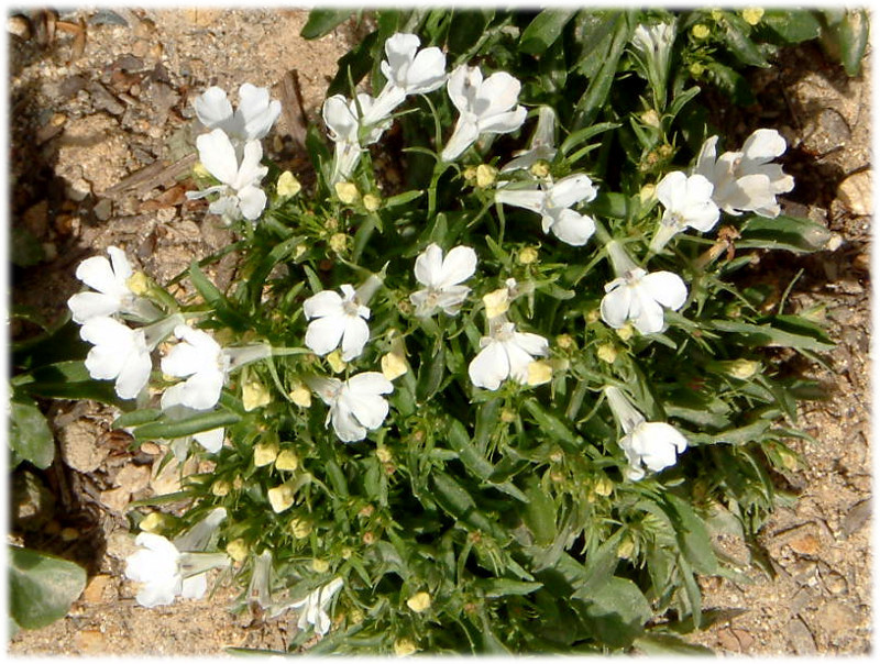 Garden lobelia