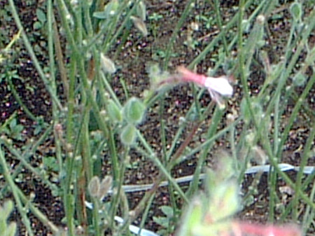 Gaura parviflora