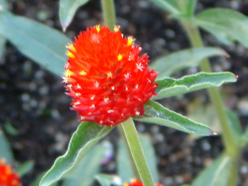 黄色花千日紅 Gomphrena Haageana 科技研花图画书