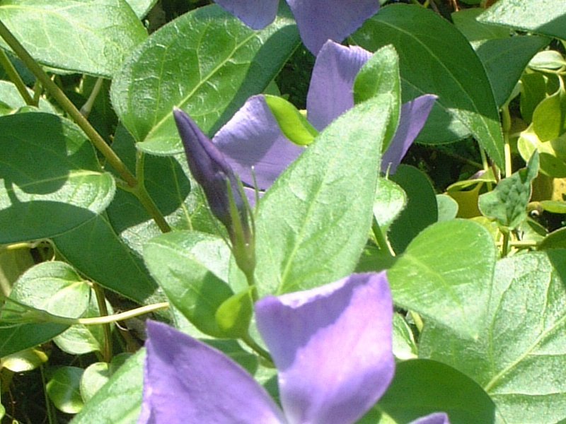 蔓长春花 Vinca Major 科技研花图画书