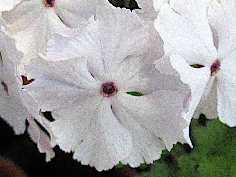 Primula sieboldii 'Mejirodai'