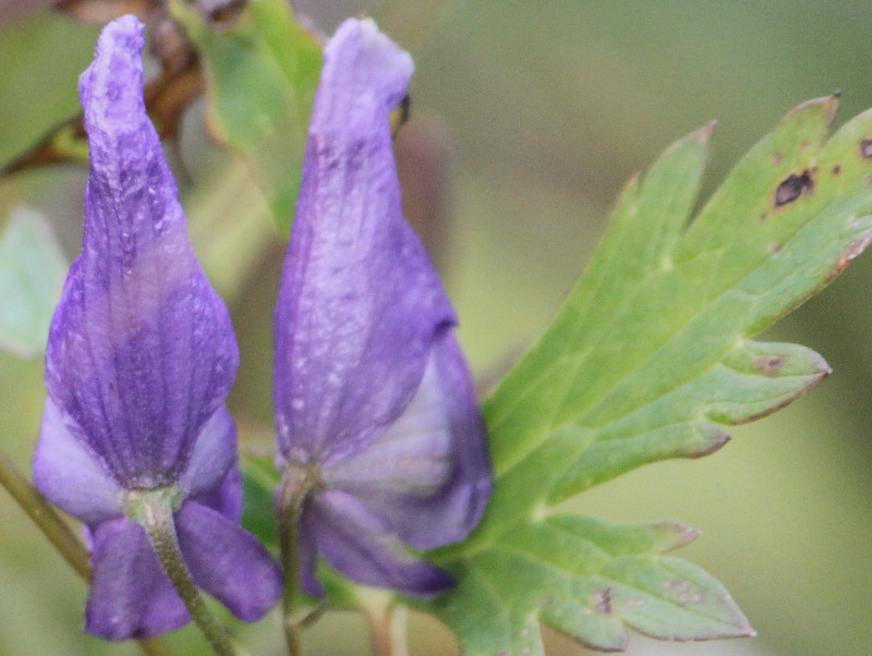 Aconitum sachalinense