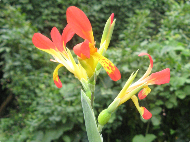 Canna indica