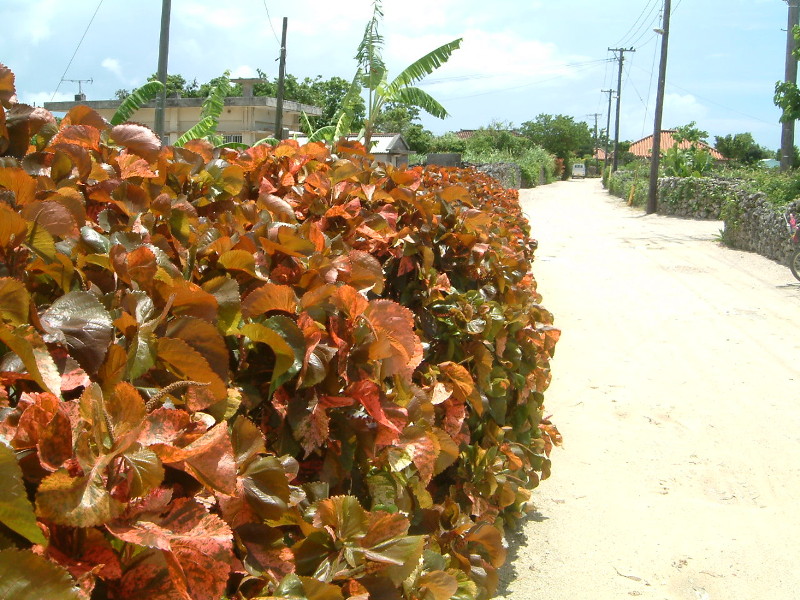 Acalypha wilkesiana