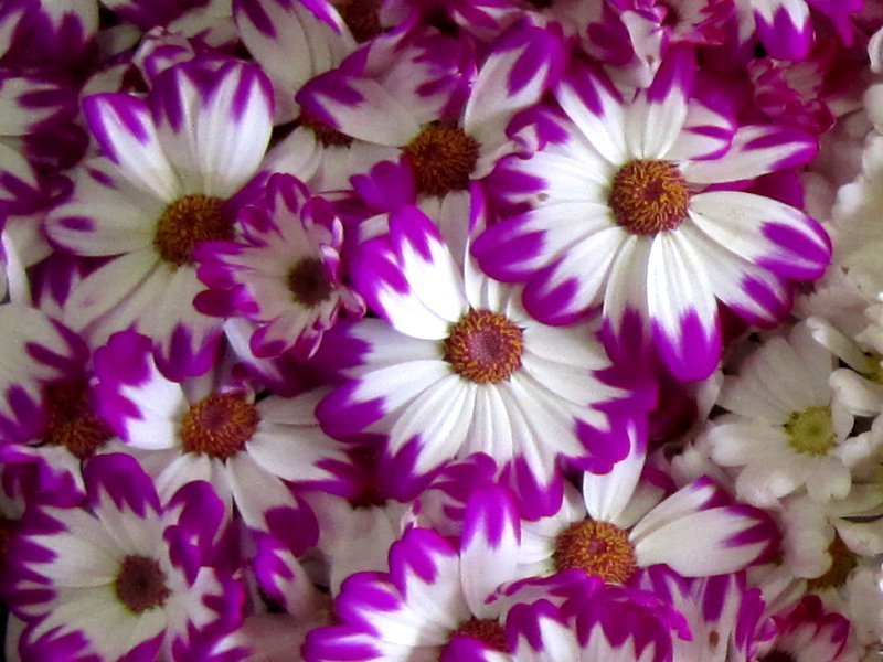 Florist's Cineraria