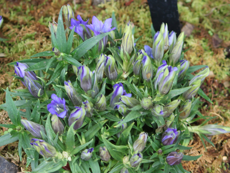 Japanese gentian