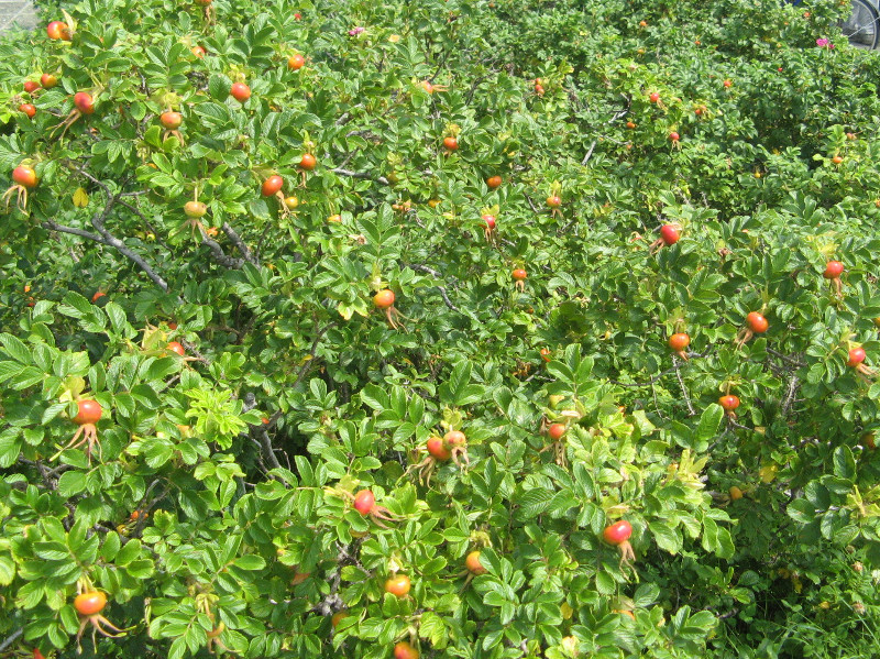 Rosa rugosa