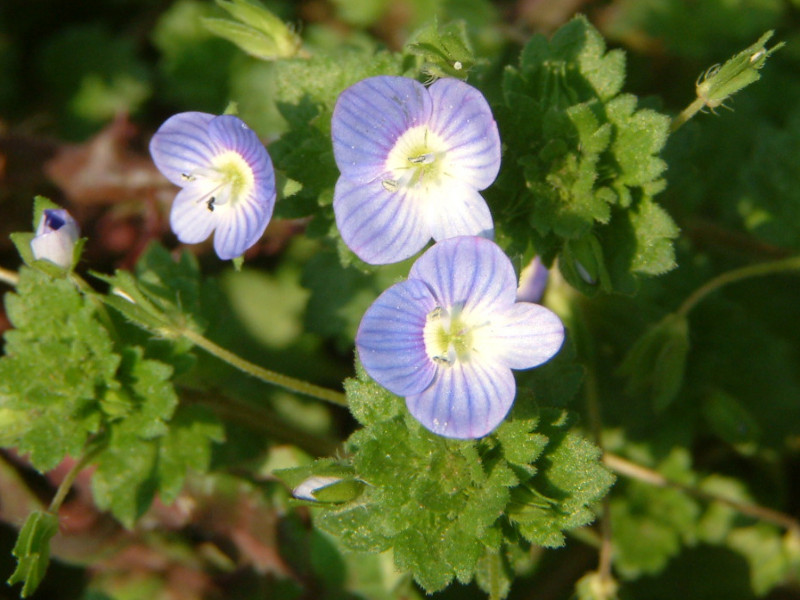 Veronica persica