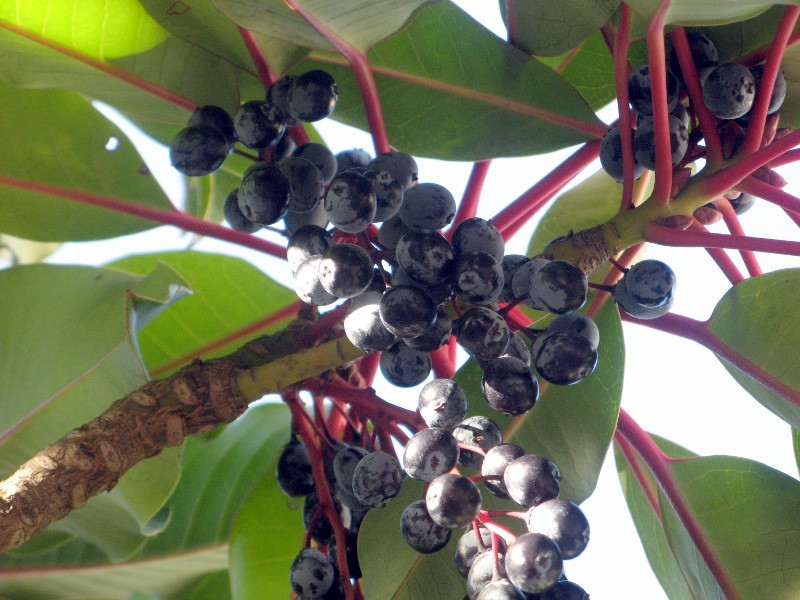 Daphniphyllum macropodum