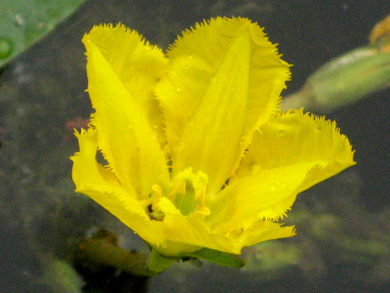 Nymphoides peltata