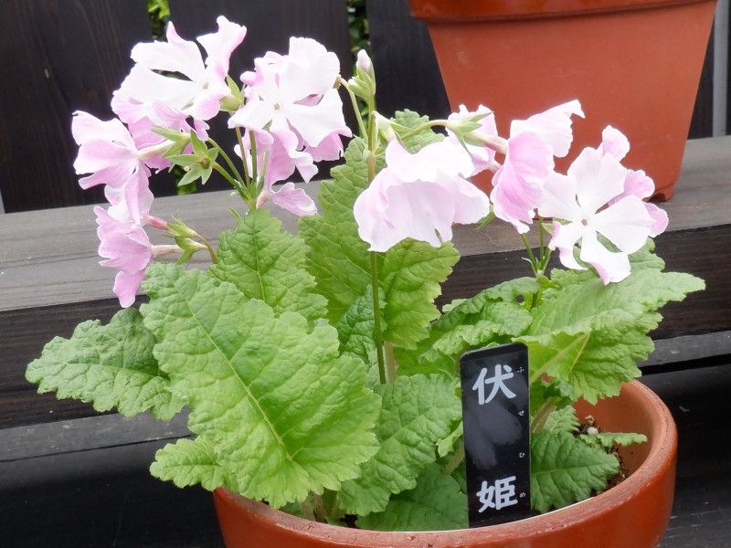 Primula sieboldii cv. Fusehime