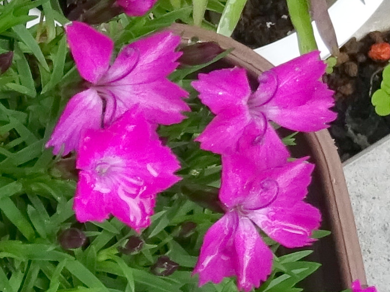 Dianthus barbaltus