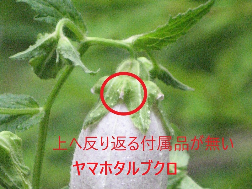 风铃草